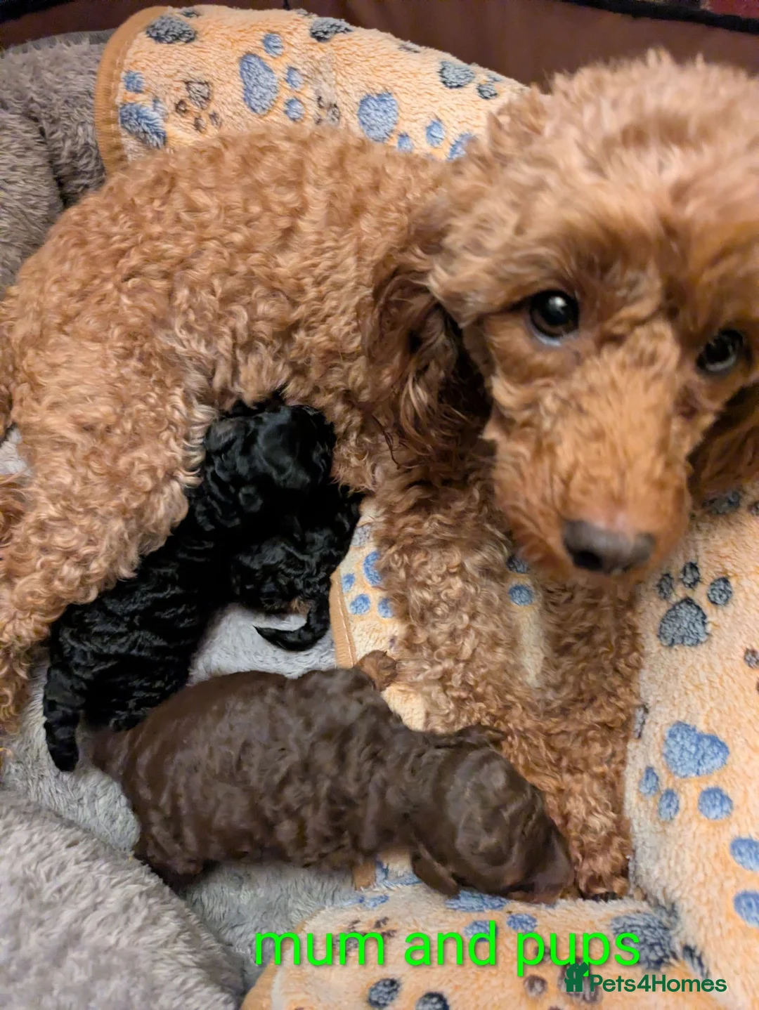 Toy Poodle dogs for sale: Toy poodle girl black 16 weeks old  - Advert 2