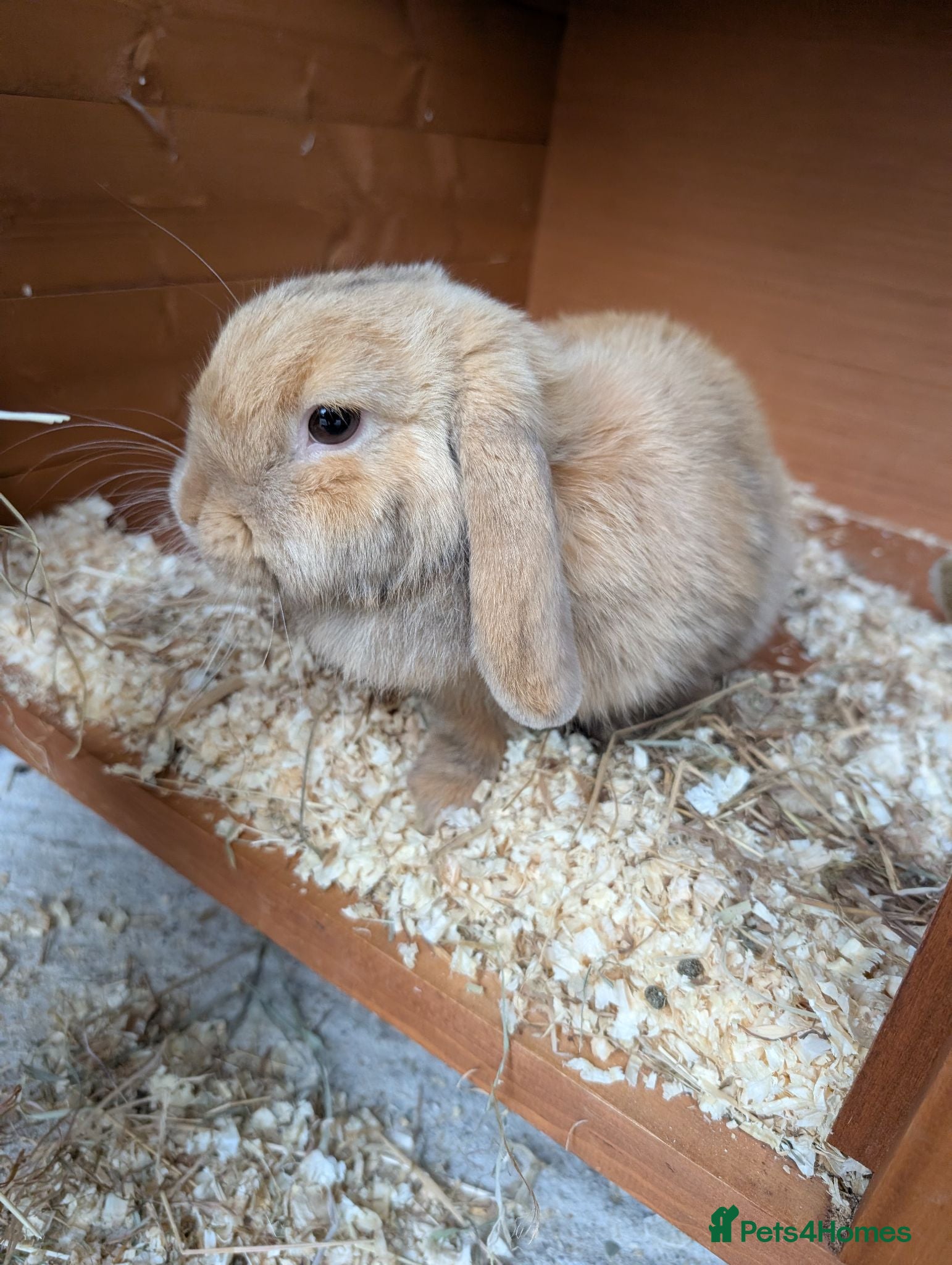 Mini Lop rabbits Mini lop caramel girl rabbit and hutch full set up - Advert 3