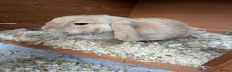Mini Lop rabbits for sale: Mini lop caramel girl rabbit and hutch full set up in Farnborough - Advert 1