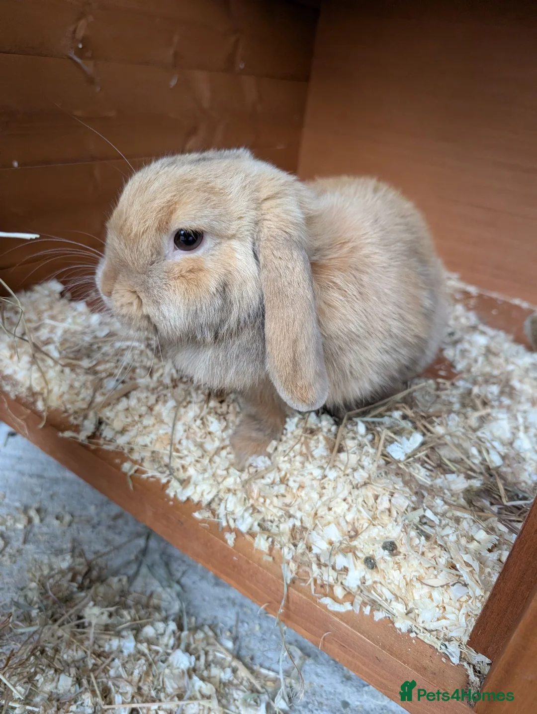 Mini Lop rabbits for sale: Mini lop caramel girl rabbit and hutch full set up in Farnborough - Advert 1