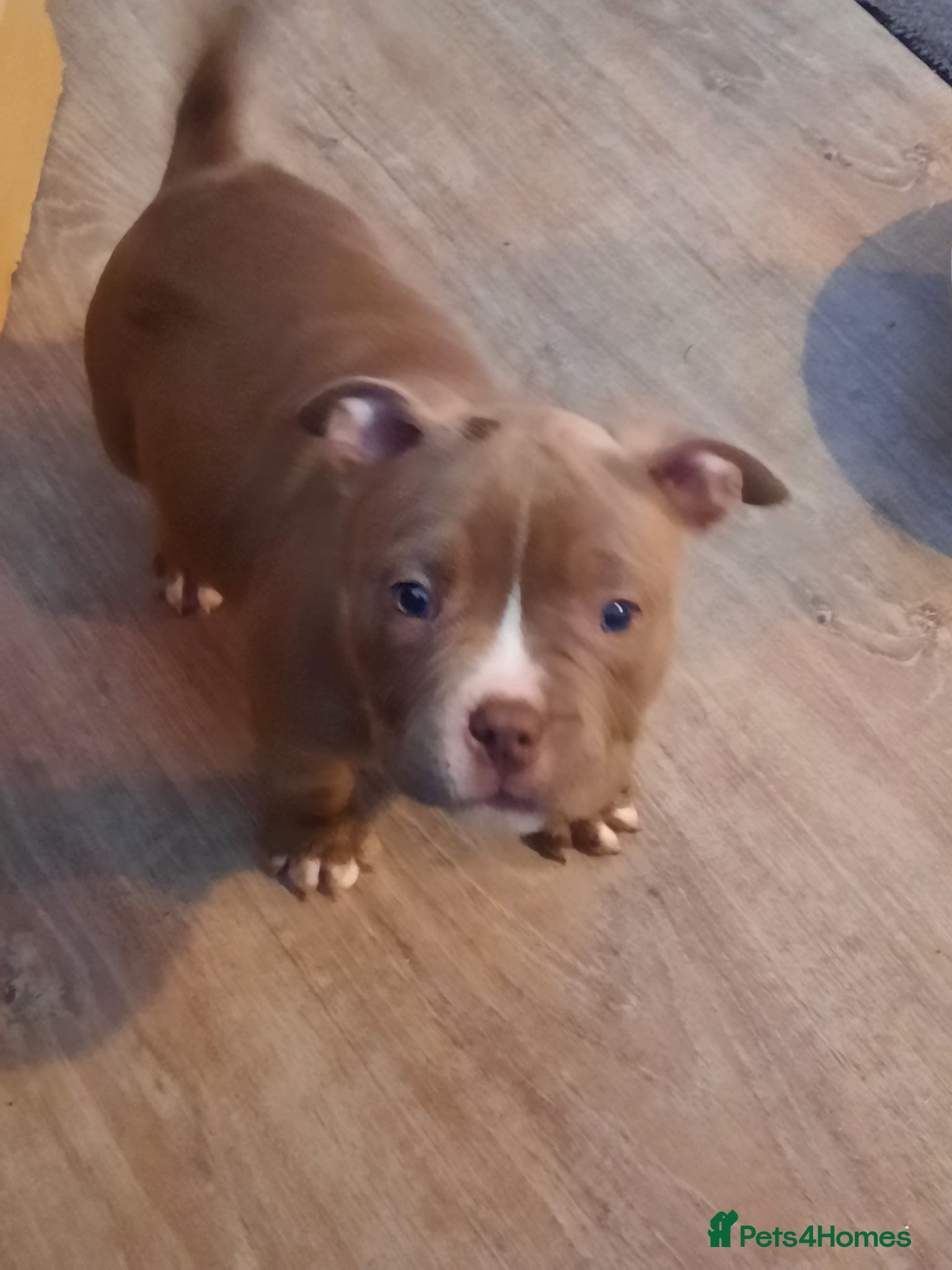 American Bully dogs for sale: Abkc reg platinum/champion pocket bullies - Advert 2