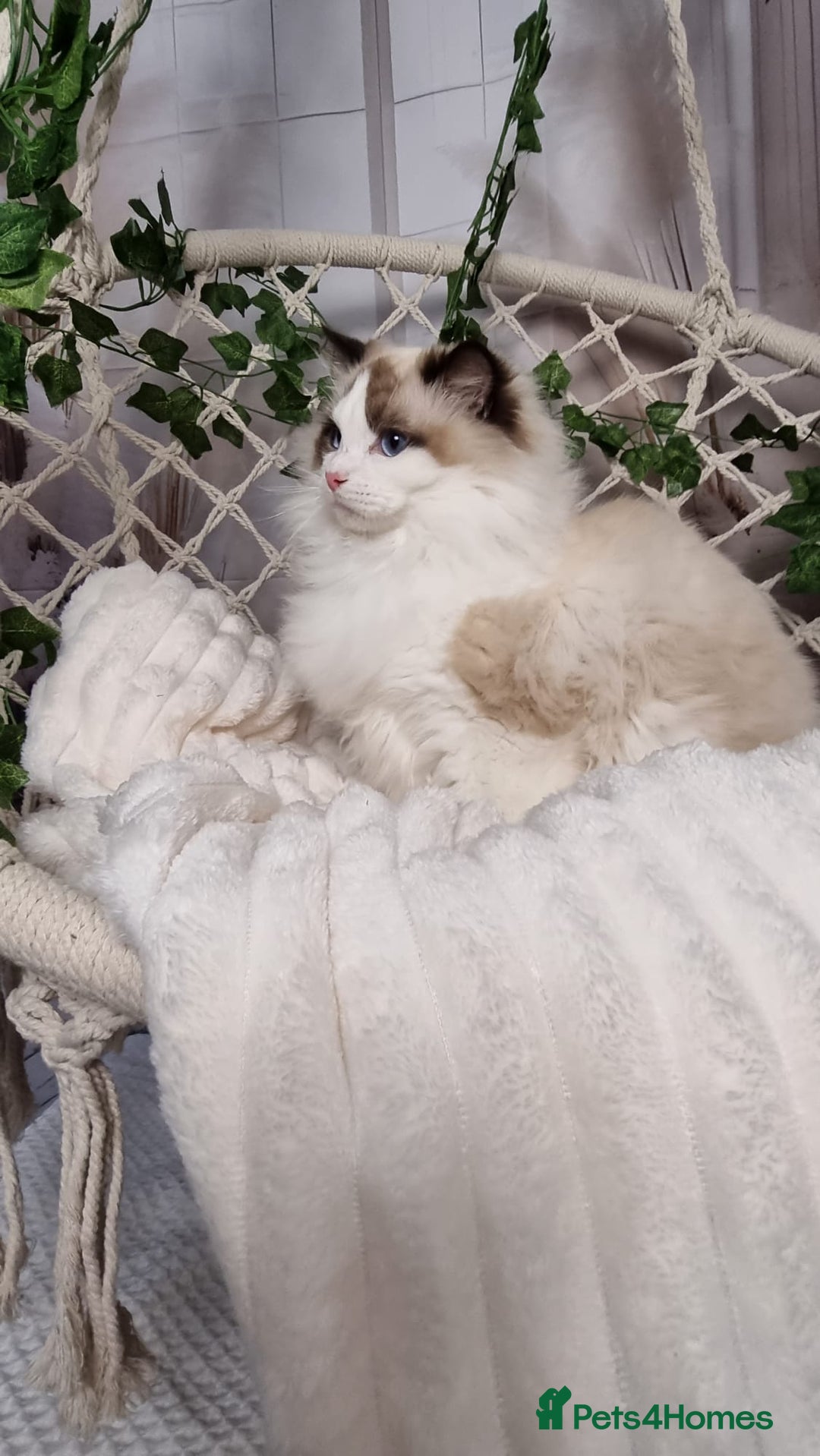 Ragdoll cats for sale: Exceptional Tica Registered Ragdoll Kittens - Advert 22