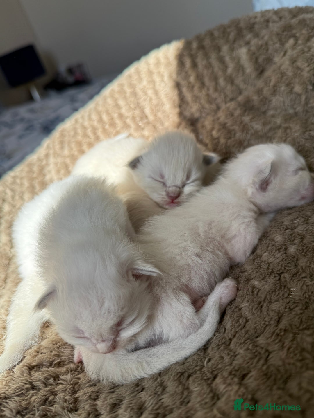 Ragdoll cats for sale: Ragdoll Kittens  - Image 6