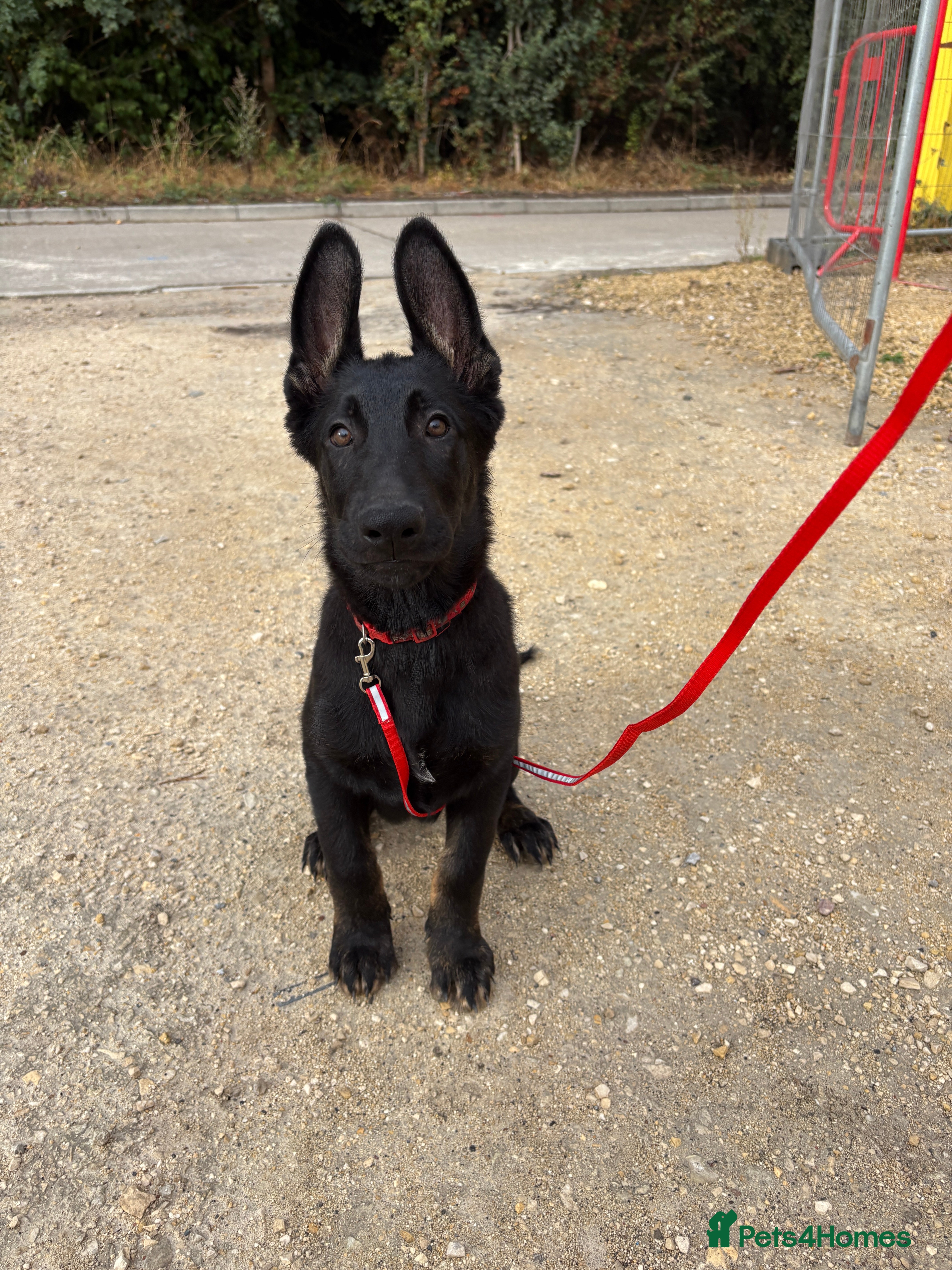German Shepherd dogs Working Line GSD × Belgian Puppies – Ready Now - Advert 2