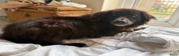 Mixed Breed dogs for adoption: Pippa - Norwich Norfolk  - Advert 4