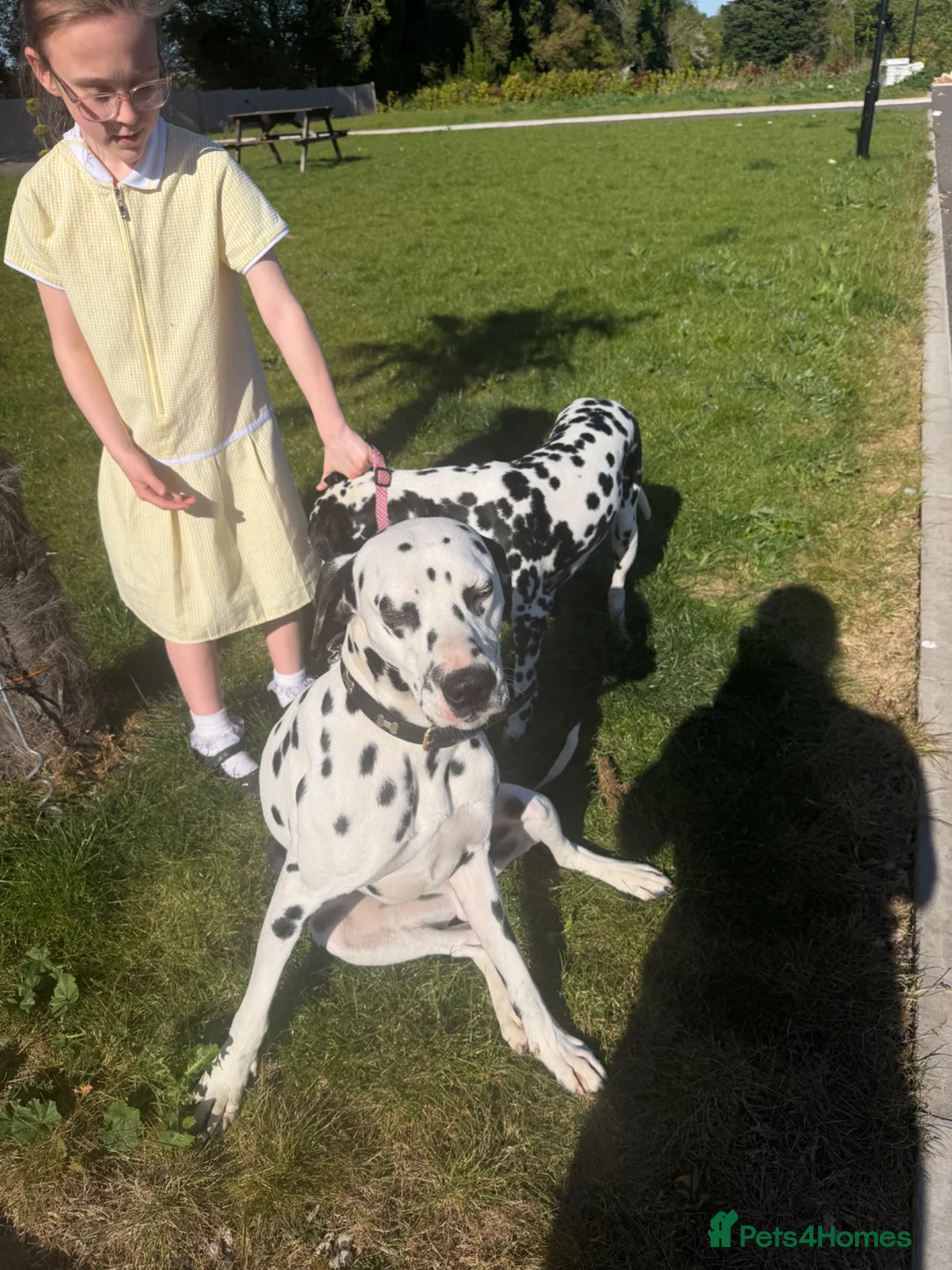 Dalmatian dogs for sale:  Kc ✨LITTER INCOMING!! Perdy and Pongos puppies ✨ - Advert 7