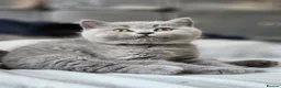 British Shorthair cats for sale: ✨️Stunning British Shorthair Blue Kitten ✨️ - Advert 11