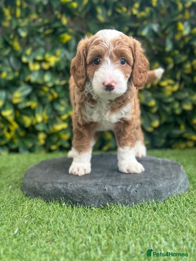 Gallery Image {{count}}