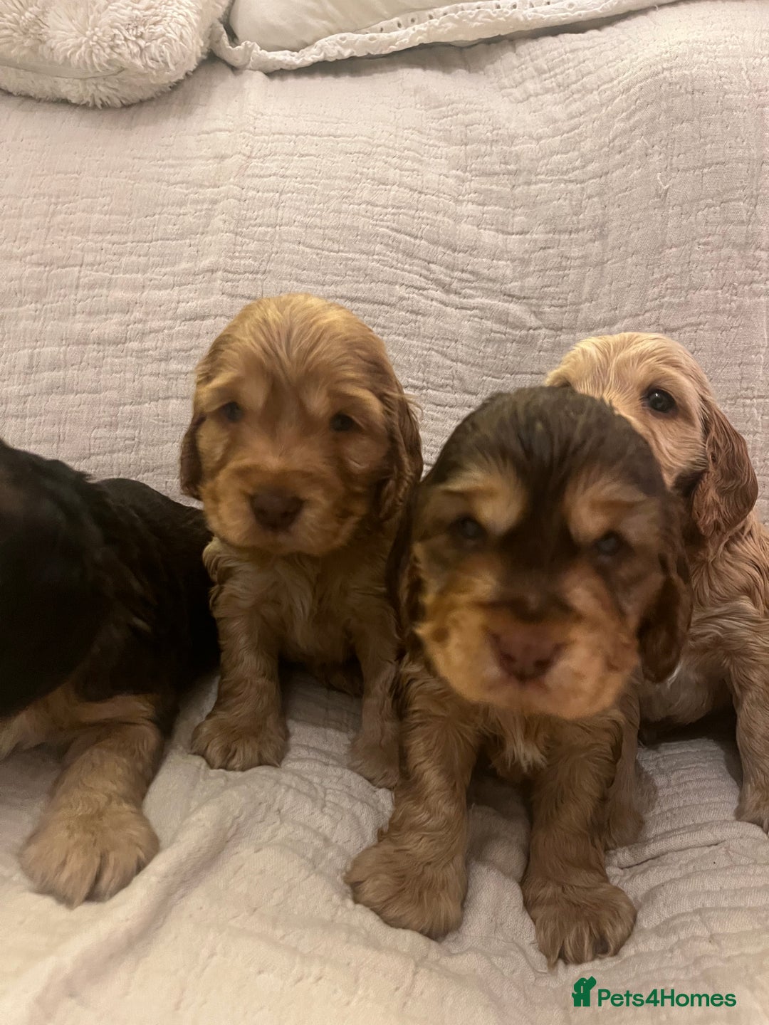 Cocker Spaniel dogs for sale: Adorable show type cocker spaniel pups - Advert 10