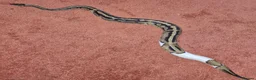 Python Snake reptiles for sale: 5yo Pied Royal Python - Advert 5