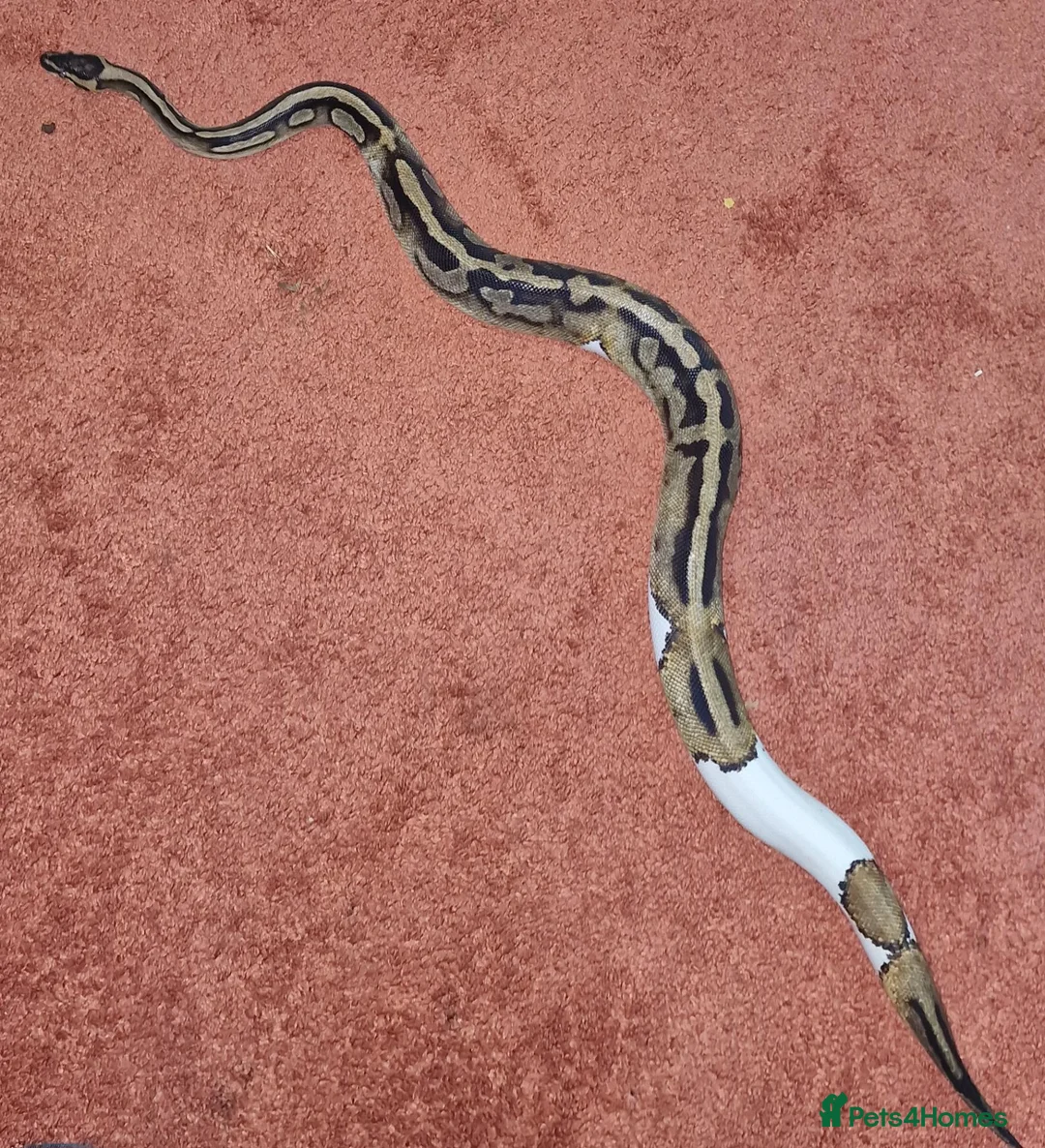 Python Snake reptiles for sale: 5yo Pied Royal Python - Advert 5