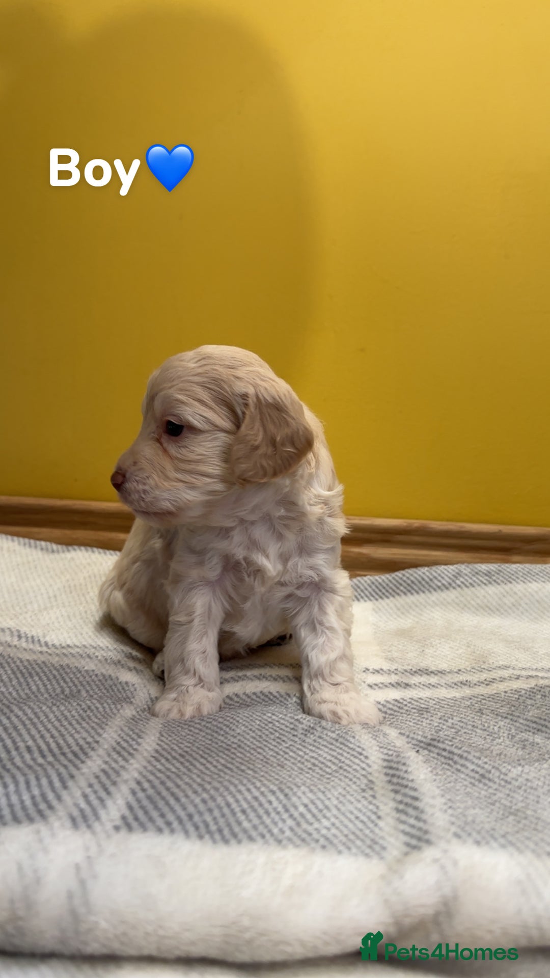 Cockapoo dogs for sale: Cockapoo puppies  - Image 4