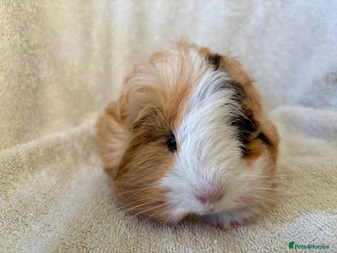 Guinea Pig rodents for sale: Young Sheltie Pets - Advert 3