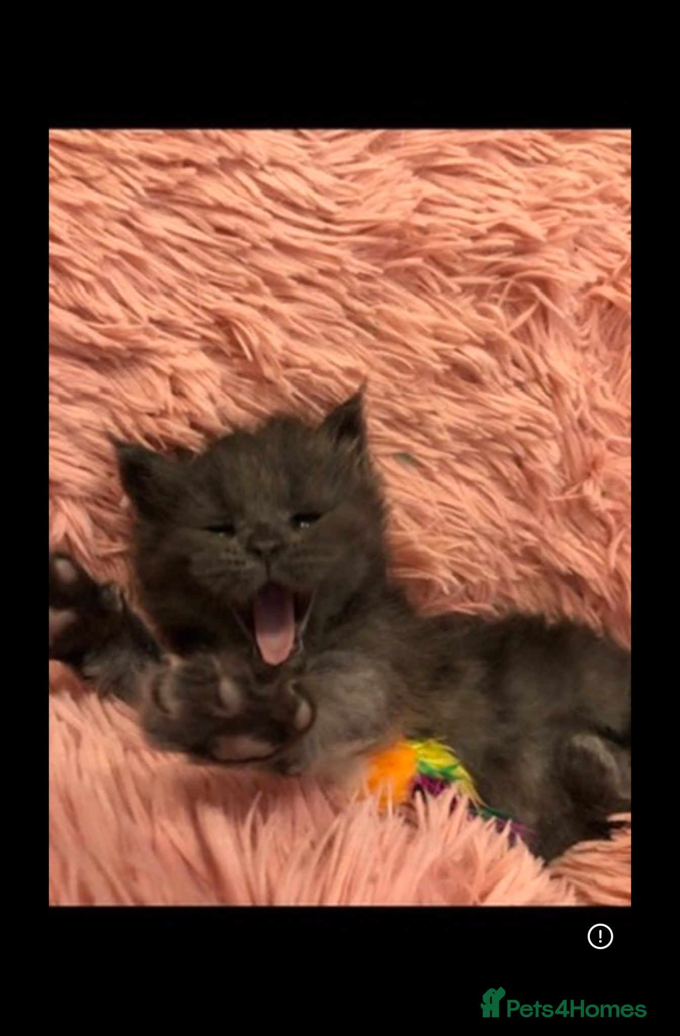 Maine Coon cats Beautiful Maine Coon x Ragdolls - Advert 1