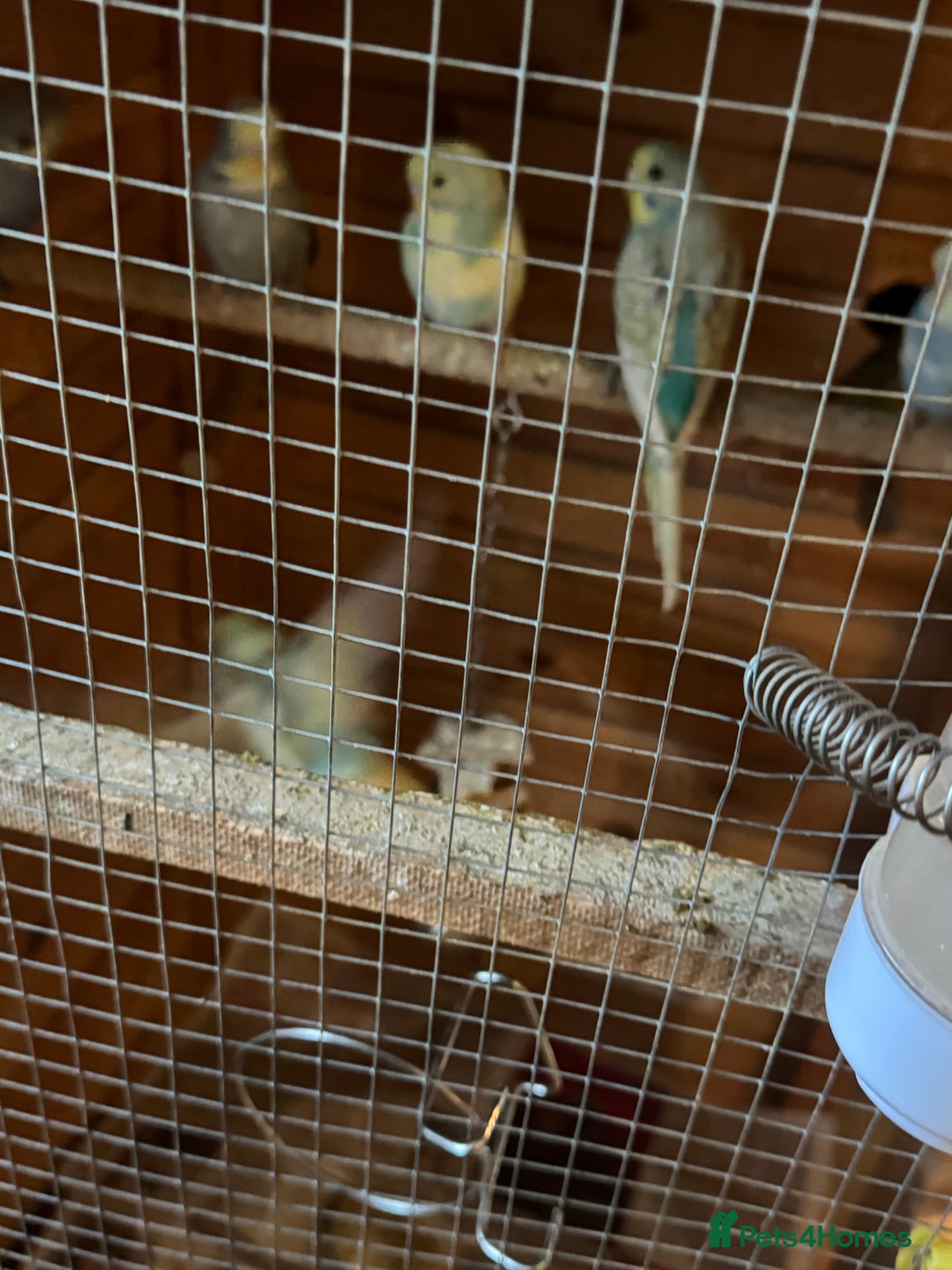 Budgerigars birds for sale: 8 budgies for sale, mix of male and female - Advert 4