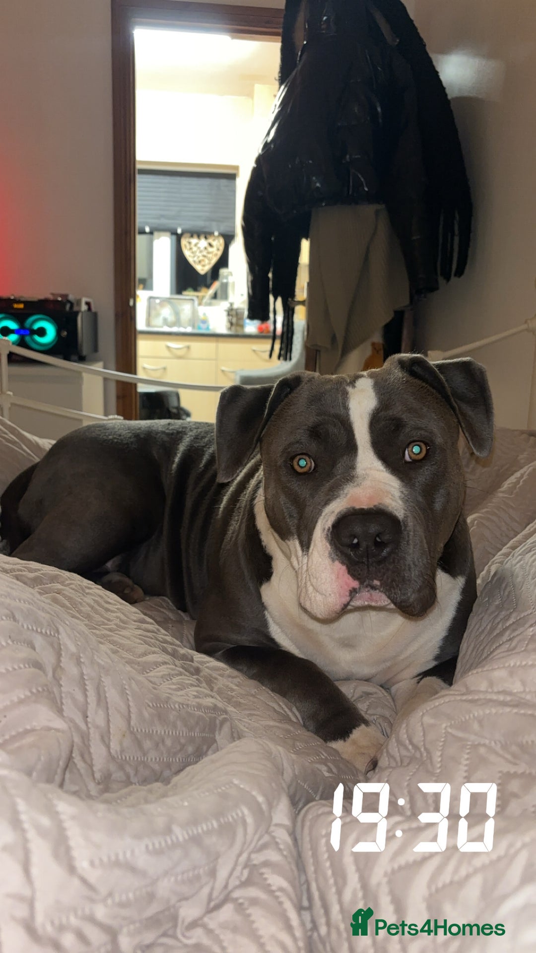 Mixed Breed dogs for sale: Bull herders  - Advert 1