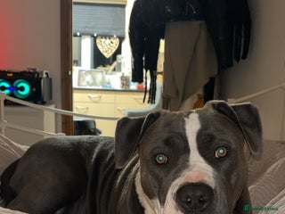 Mixed Breed dogs Bull herders - Advert 1