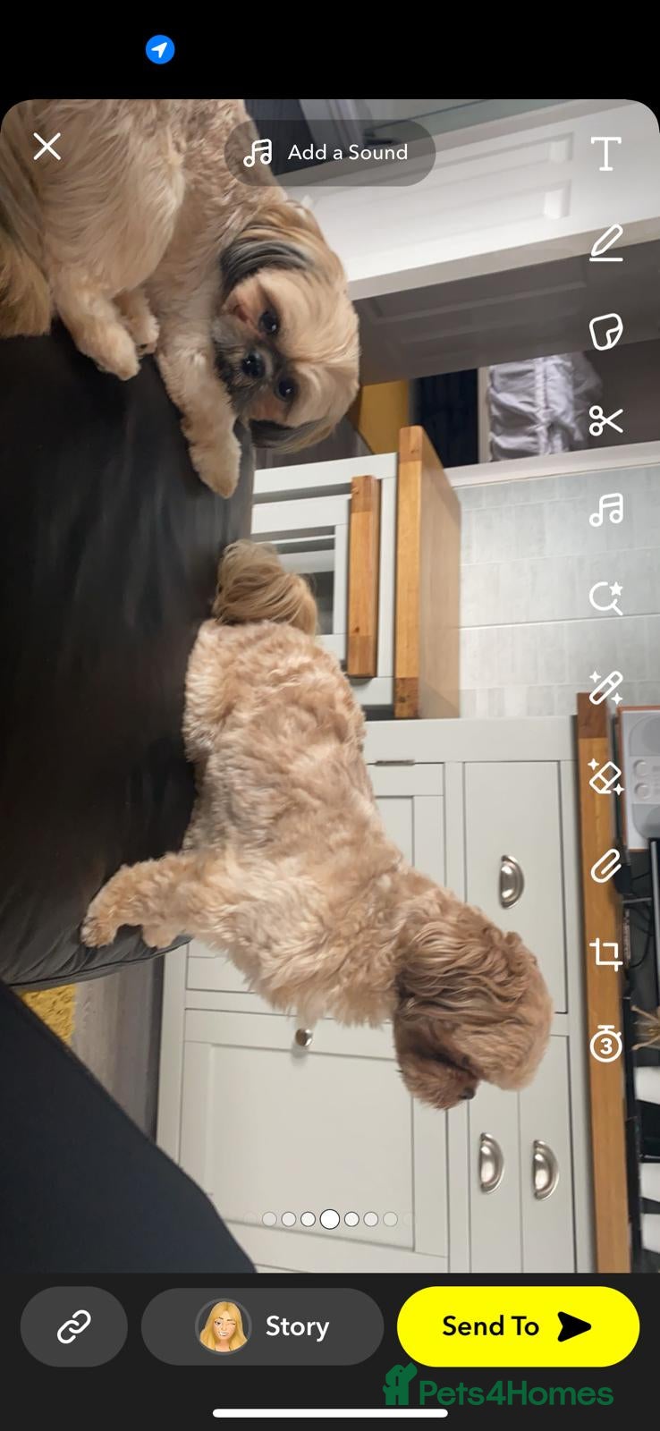 Shih Tzu dogs Look 👀 stunning shitzu puppies for sale - Advert 2