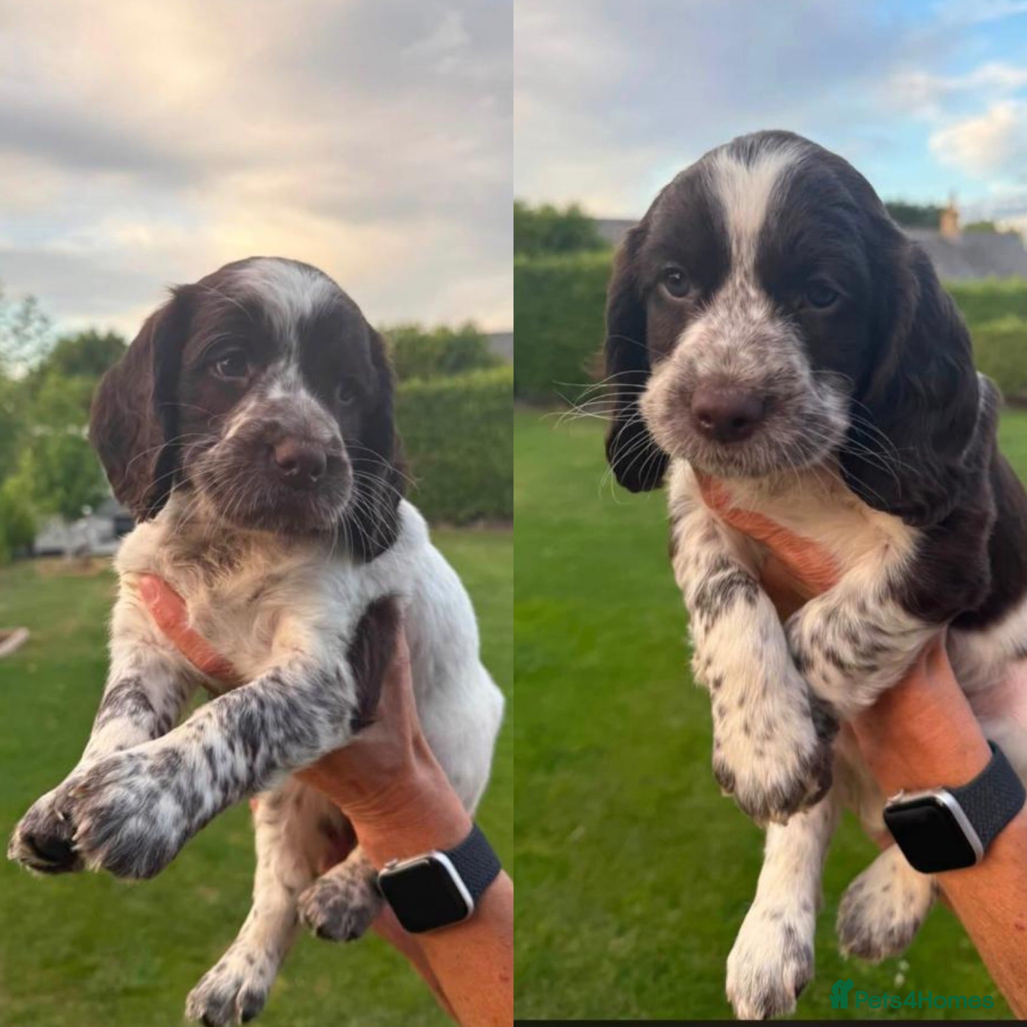 Sprocker dogs girl Working sproker pups,  - Advert 1
