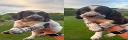 Sprocker dogs for sale: Last girl Working sproker pup - Advert 1