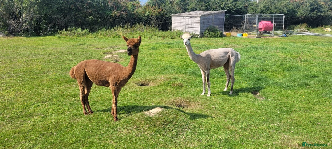 Alpaca livestock for sale: Alpacas for Sale - Advert 3