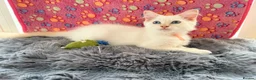 Ragdoll cats for sale: Pure Ragdolls ❤️ Vaccinated|Vet Checked|Chipped ✅ - Advert 14