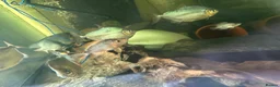 Cichlids fish for sale: Midas cichlid fish  in Basildon - Advert 3