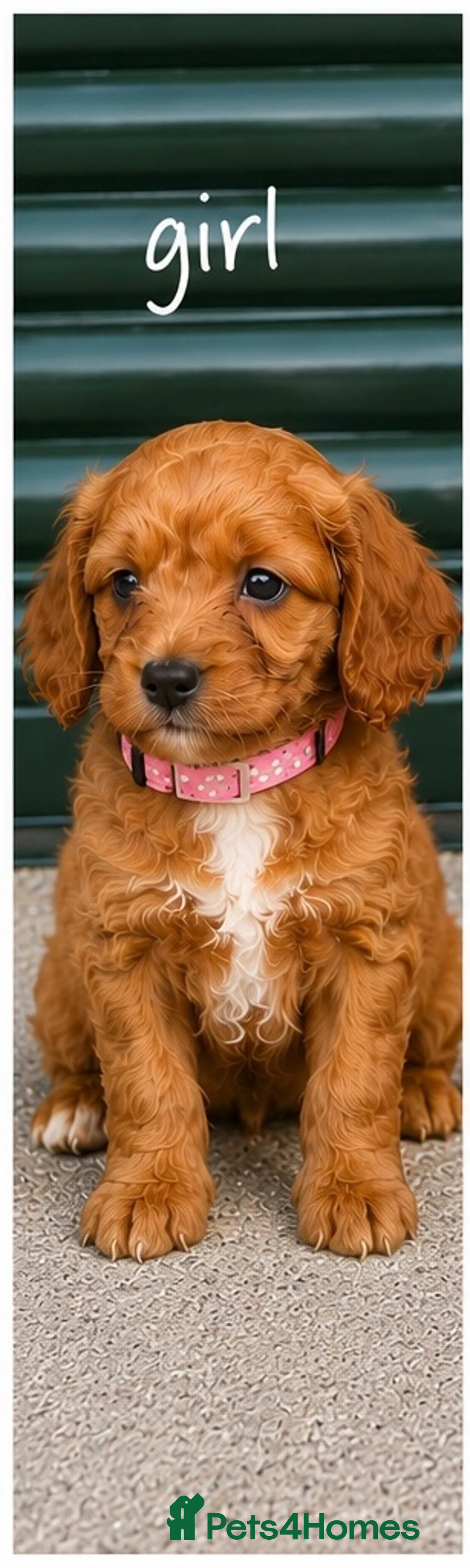 Cavapoo dogs for sale: F1 type Fox red & white Cavapoo Puppies  - Advert 2