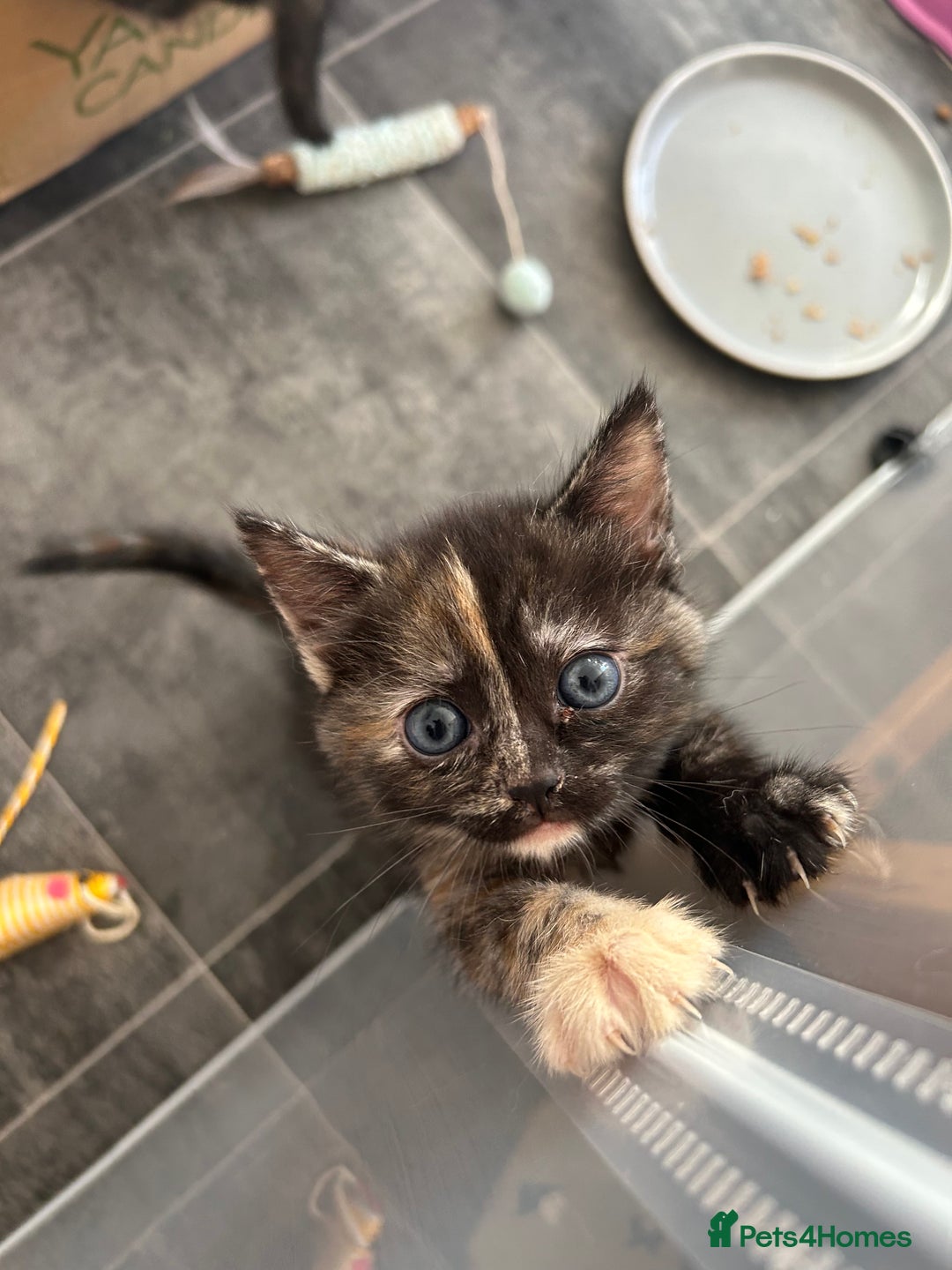 Mixed Breed cats for sale: 4 beautiful kittens available  - Advert 5