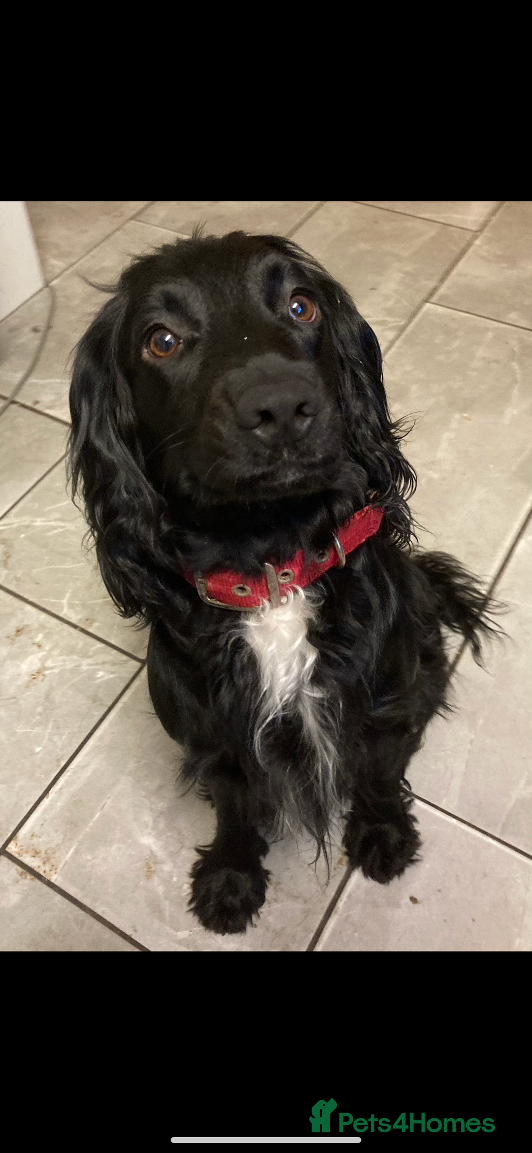 Sprocker dogs for sale: Sprocker spaniel puppies  - Advert 2