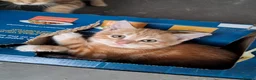 Mixed Breed cats for sale: Rare beautiful ginger tabby girl in Harlow - Advert 31