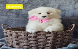 Samoyed dogs for sale: Beautiful Samoyed Puppies! ✨* - Image 2