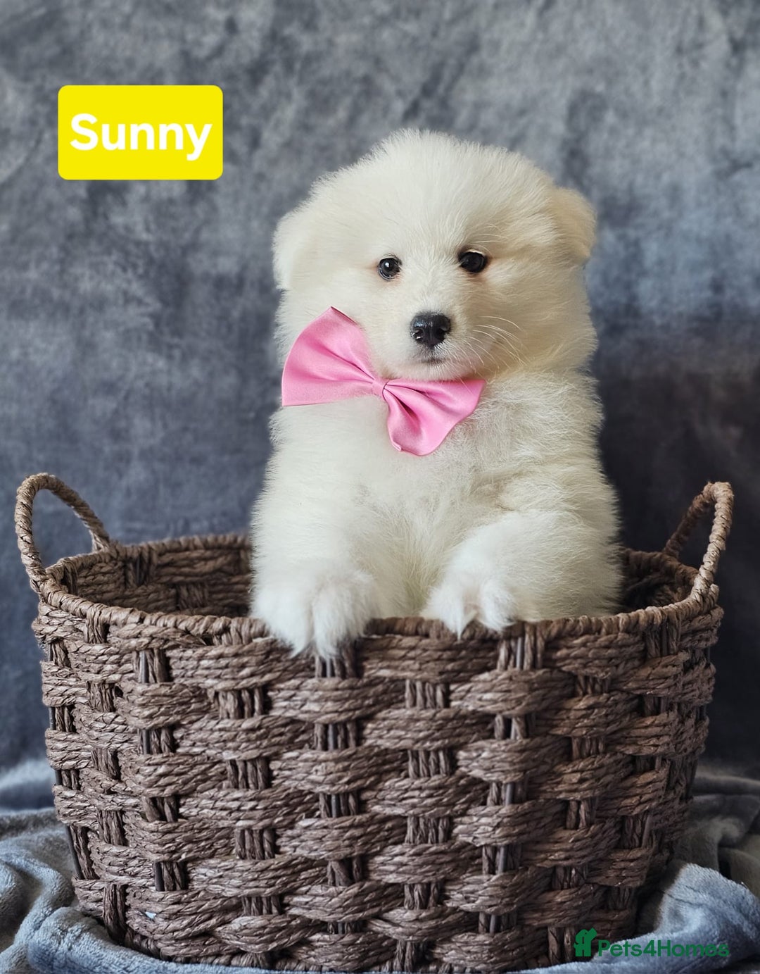 Samoyed dogs for sale: Beautiful Samoyed Puppies! ✨* - Image 2