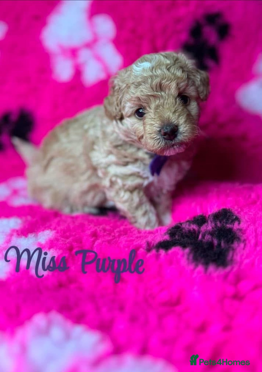 Toy Poodle dogs for stud: Toy Poodle KC - Stud and  fully health tested  - Advert 27