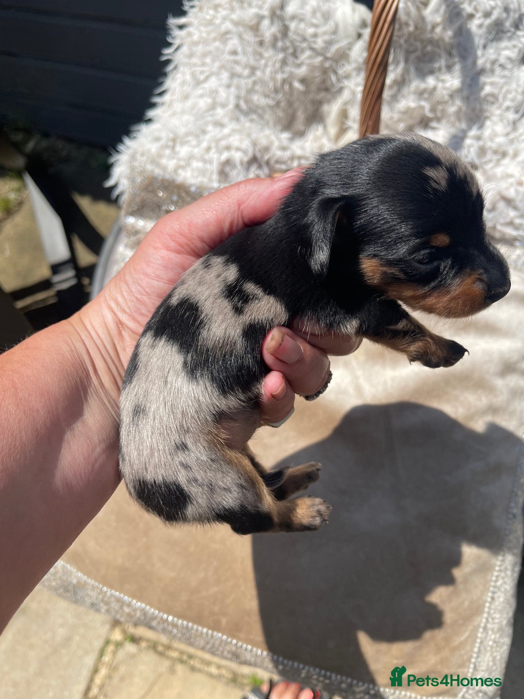 Miniature Dachshund dogs for sale: Stunning tiny KC Miniature Dachshunds - Advert 6