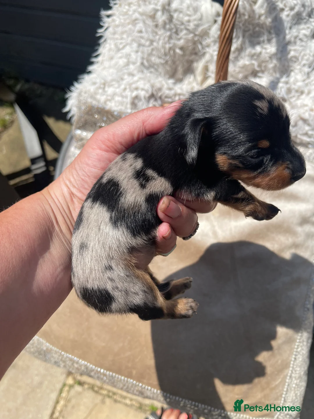 Miniature Dachshund dogs for sale: Stunning tiny KC Miniature Dachshunds - Advert 6