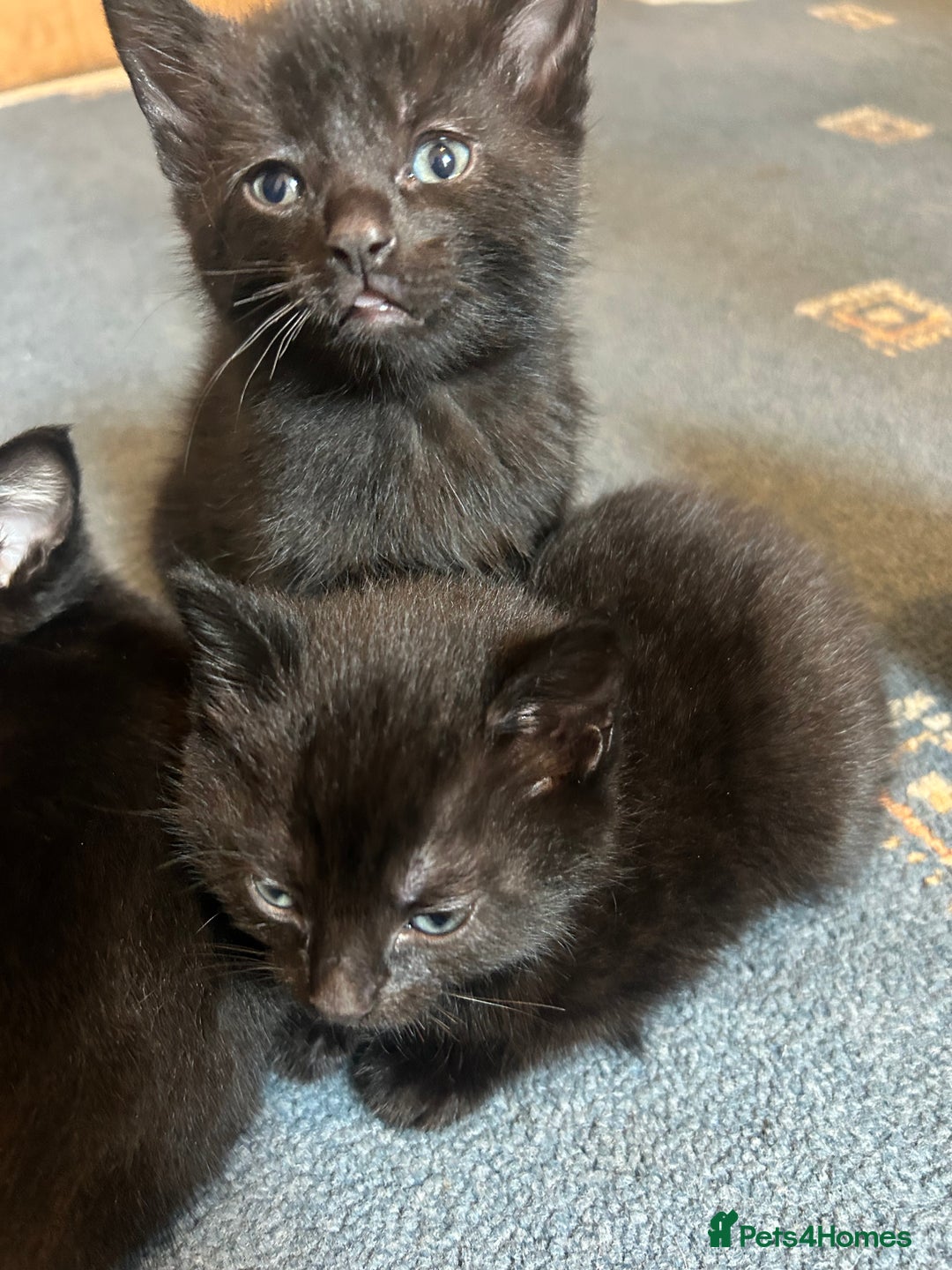 Mixed Breed cats for sale: 2x beautiful male black kittens left  - Image 4