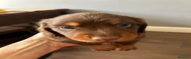 Dachshund 2