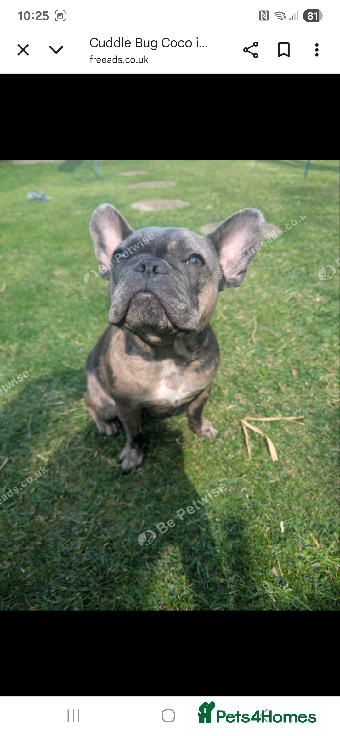 French Bulldog dogs for sale: Cuddle bug Coco - Image 4