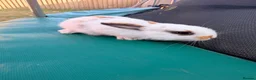 Mixed Breed rabbits for sale: Bunnies  in Newark - Advert 6
