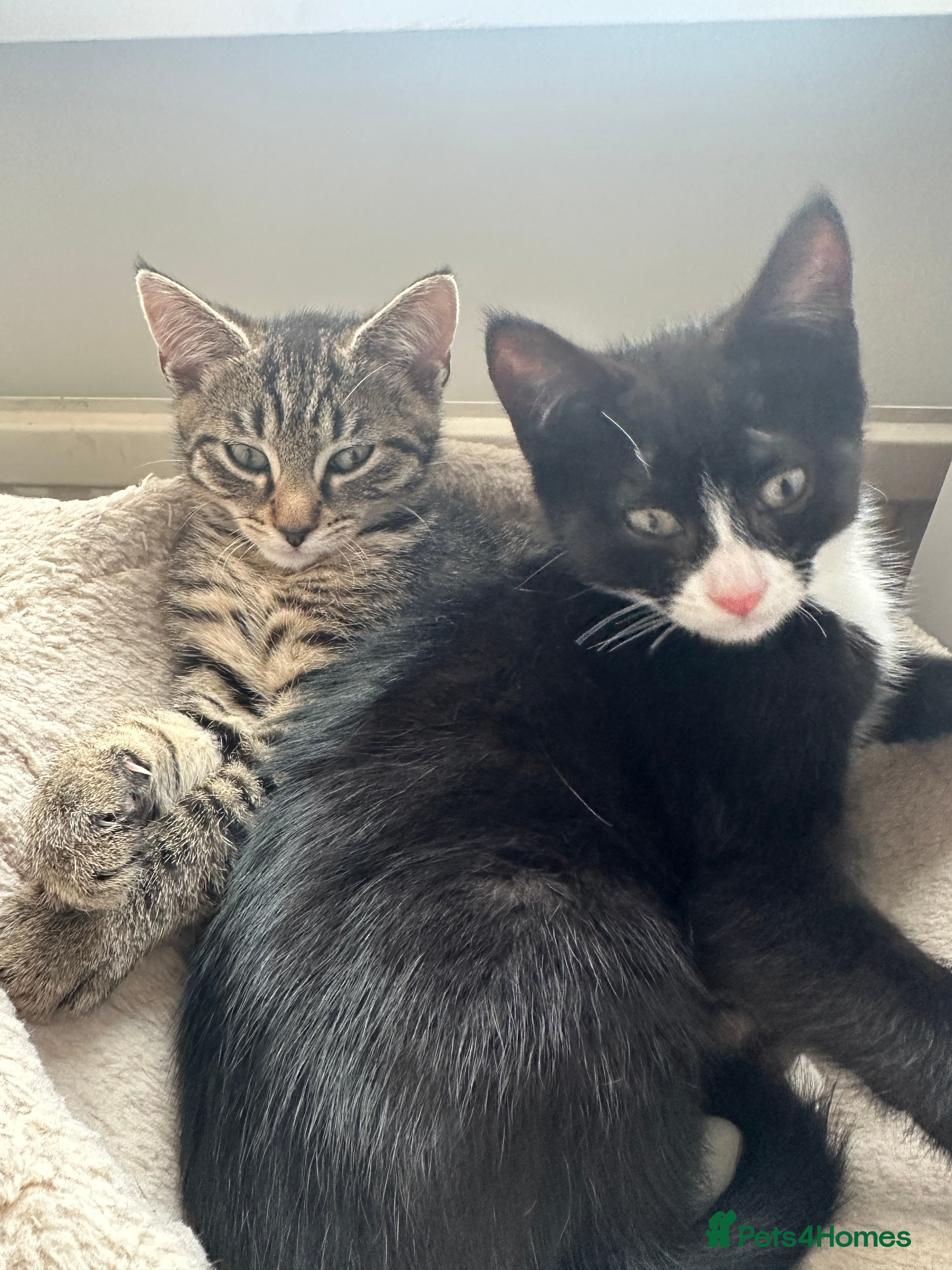 Mixed Breed cats 2 Beautiful loving kittens for sale  - Advert 1