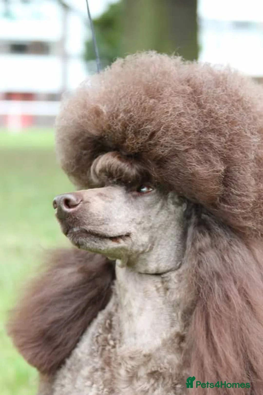 Miniature Poodle dogs for sale: Beautiful Girls!!! - Advert 13