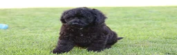 Cavapoo dogs for sale: Beautiful Cavapoo puppies for sale - Advert 23