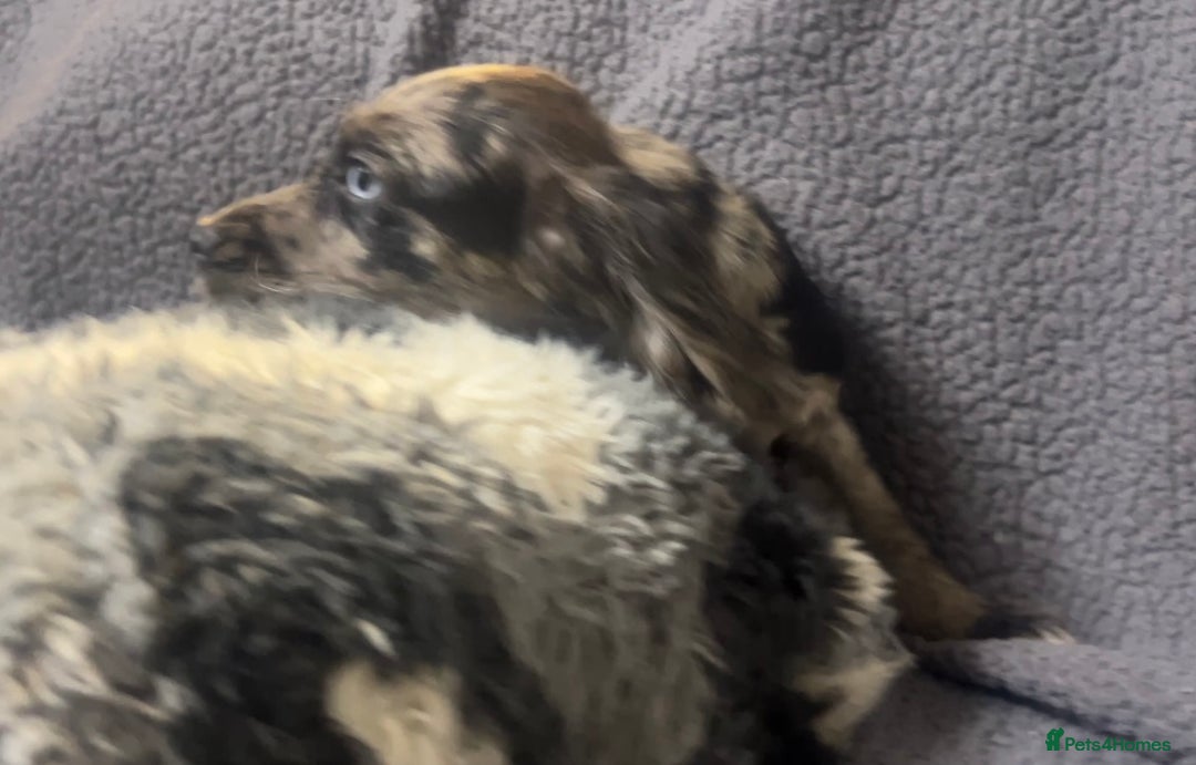 Cocker Spaniel dogs for sale: Roan cocker spaniels (blue eyes) - Image 4