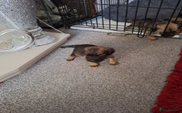 Border Terrier dogs for sale: Border terrier puppies  - Image 6