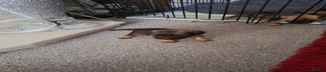 Border Terrier Puppy 4