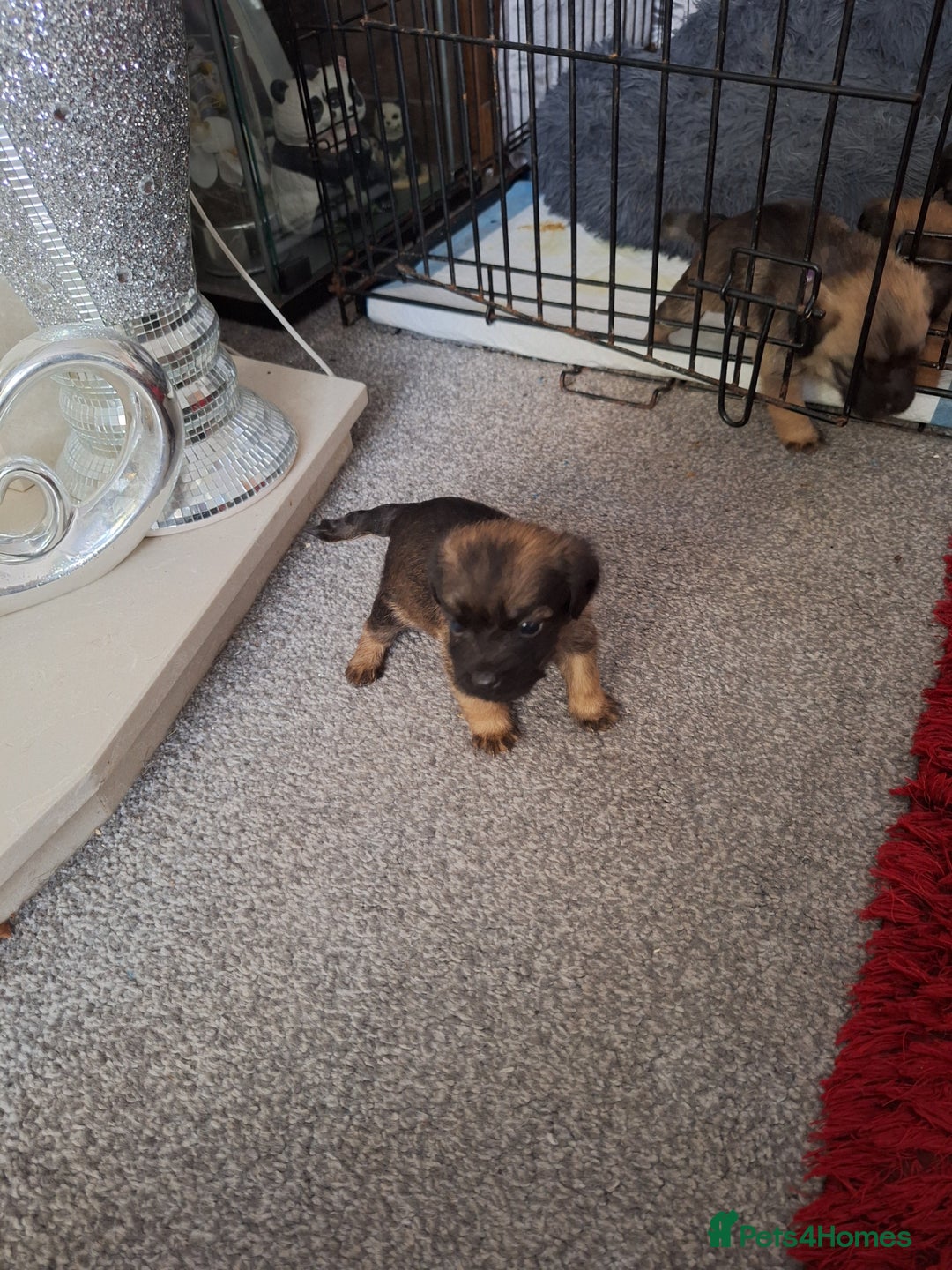 Border Terrier dogs for sale: Border terrier puppies  - Image 6