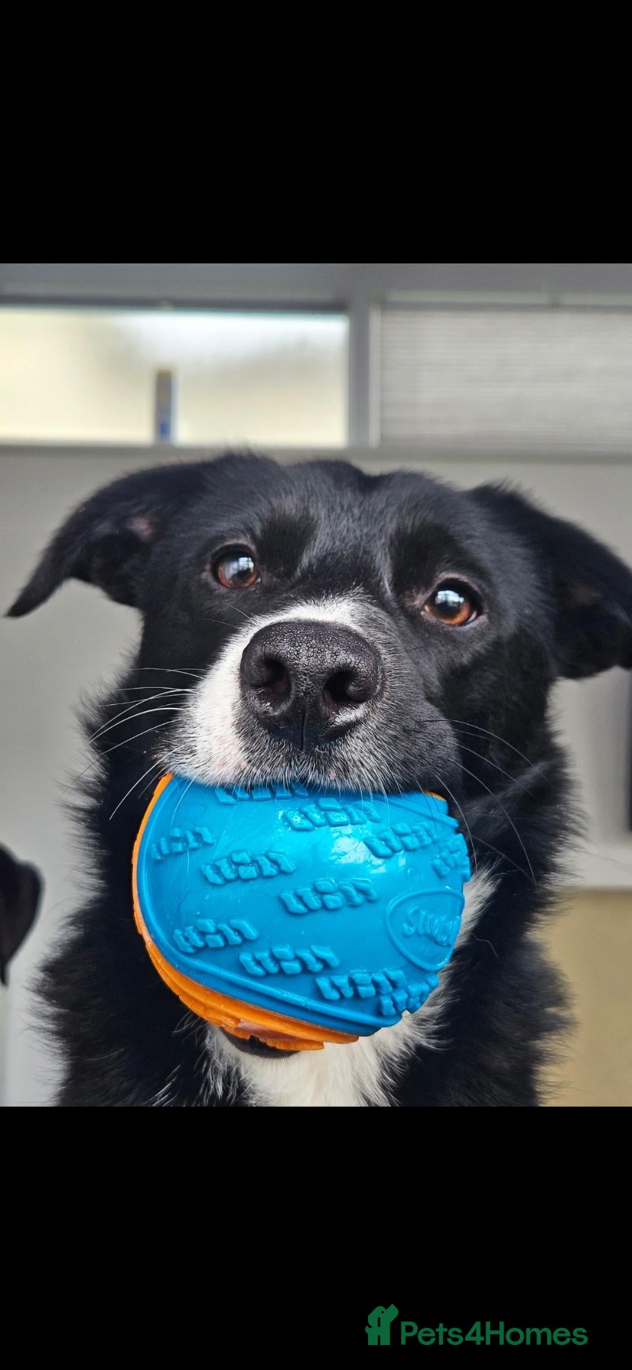 Border Collie dogs Active puppies looking for homes - Advert 2