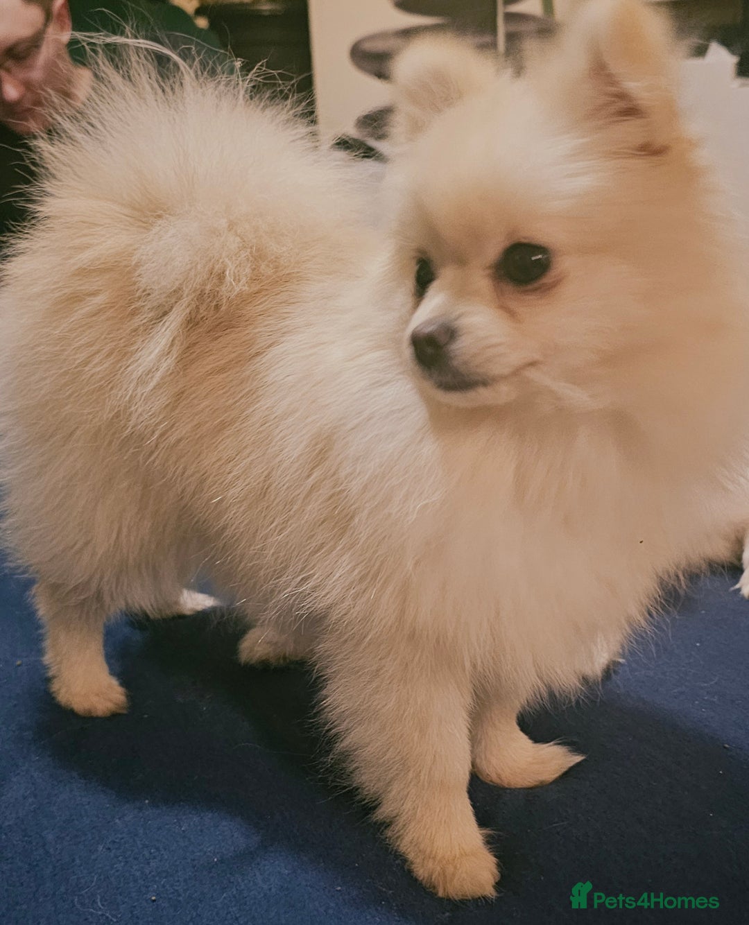 Pomeranian dogs for sale: Beautiful  ** -Size Pomeranian Girl - Image 11
