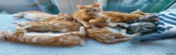 Mixed Breed cats for sale: Maine coon cross Ginger 12 week kittens male - Advert 2